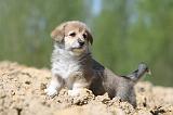 CORGI PEMBROKE 577